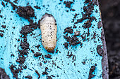 Rose Chafer larva on a garden shovel in autumn, Pas de Calais, France