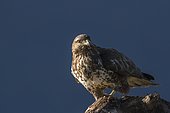 Common Buzzard (Buteo buteo). Guadarrama National Park, Spain