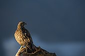 Common Buzzard (Buteo buteo). Guadarrama National Park, Spain