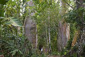Kapok, Ceiba or Silk Cotton trees (Ceiba pentandra) with human at base to show scale, Darien, Panama.