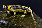 Galician Fire Salamander, Salamandra salamandra bernardezi