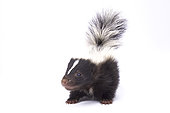 Baby striped skunk, Mephitis mephitis