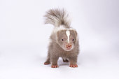 striped skunk, Mephitis mephitis