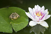 European frog (Rana temporaria) on a water lily leaf (Nymphaea sp)