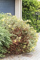 St. John's wort (Hypericum) exposed to sea spray during a storm in summer, Pas de Calais, France