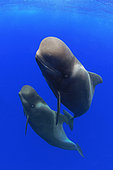 Pilot whale (Globicephala macorhynchus). Close-up of submerged couple. Tenerife, Canary Islands.