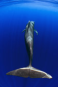 Pilot whale (Globicephala macorhynchus). Close-up of submerged adult. Caudal fin. Tenerife, Canary Islands.