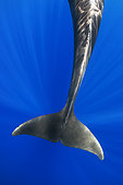 Pilot whale (Globicephala macorhynchus). Close-up of caudal fin. Tenerife, Canary Islands.