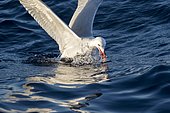 Audouin's Gull (Ichthyaetus audouinii) at the water's surface, Ibiza, Baleares, Spain