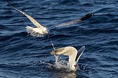 Audouin's Gull (Ichthyaetus audouinii) at the water's surface, Ibiza, Baleares, Spain