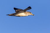 Scopoli's shearwater (Calonectris diomedea) in flight, Ibiza, Baleares, Spain