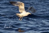Yellow-legged Gull (Larus michahellis) flying off the water's surface, Ibiza, Baleares, Spain