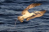 Yellow-legged Gull (Larus michahellis) flying off the water's surface, Ibiza, Baleares, Spain