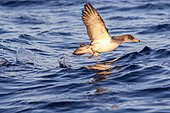 Scopoli's shearwater (Calonectris diomedea) in flight above water's surface, Ibiza, Baleares, Spain