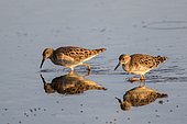 Ruff (Philomachus pugnax) in a salt pit, Ibiza, Spain