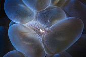 Bubble Coral Shrimp (Vir philippinensis) on Bubble coral (Plerogyra sinuosa), Indoan Ocean, Mayitte