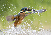 Kingfisher (Alcedo atthis) fishing, England