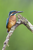 Kingfisher (Alcedo atthis) Male kingfisher perched on a branch, England, Summer