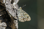 Wall Brown (Lasiommata megera) Set wings closed on a cork tree trunk in summer, Massif des Maures, surroundings of Hyères, France