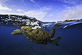 Green sea turtle (Lepidochelys olivacea) swimming at sea surface, Indian Ocean, Mayotte