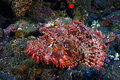Tassled scorpionfish (Scorpaenopsis oxycephala), Indian Ocean, La Reunion