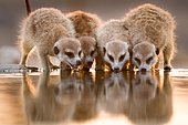 Meerkat group drinking from a cattle trough