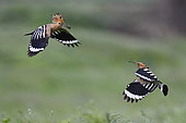 Hoopoe (Upupa epops) pair feeding in flight, Danube delta, Romania
