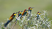 European bee-eaters (Merops apiaster) return migration on the nesting place, Danube delta, Romania