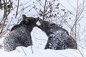 Brown bears (Ursus arctos) playing in the snow, BayerischerWald, Germany