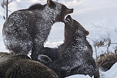 Brown bears (Ursus arctos) playing in the snow, BayerischerWald, Germany