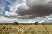 Springbok (Antidorcas marsupialis). Large herd grazing in the Auob riverbed with its camelthorn trees (Acacia erioloba). During the rainy season in green surroundings and Cumulonimbus clouds. Kalahari Desert, Kgalagadi Transfrontier Park, South Africa.