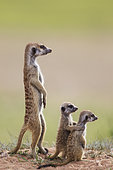 Suricate (Suricata suricatta). Also called Meerkat. Adult with two young on the lookout. During the rainy season in green surroundings. Kalahari Desert, Kgalagadi Transfrontier Park, South Africa.