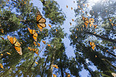 Monarch butterfly (Danaus plexippus), in wintering from November to March in oyamel pine (Abies religiosa) forest, Sierra Chincua, Monarch Butterfly Biosphere Reserve, Angangueo, State of Michoacan, Mexico