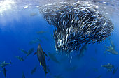 Yellowfin Tunas (Thunnus albacares) hunting Atlantic chub mackerels (Scomber colias), Tenerife, Canary Islands.