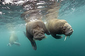 Pair of Atlantic walrus (Odobenus rosmarus), Spitsbergen, Svalbard, Norwegian archipelago, Norway, Arctic Ocean