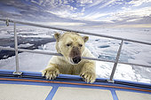 Polar bear inspects a boat from the ice, Spitsbergen, Svalbard, Norwegian archipelago, Norway, Arctic Ocean