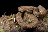 Lancehead (Bothrops atrox)