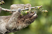 Brown-throated Three-toed Sloth (Bradypus variegatus), feeding on fruit, Gamboa, Panama