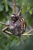 Brown-throated Three-toed Sloth (Bradypus variegatus), male soaked after downpour, Gamboa, Panama, October