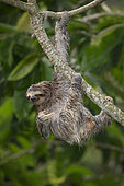 Brown-throated Three-toed Sloth (Bradypus variegatus), Panama