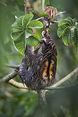 Brown-throated Three-toed Sloth (Bradypus variegatus), male feeding on cecropia tree leaves, Panama, October