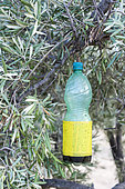 Olive fruit fly trap in olive grove, Alpilles, Provence, France