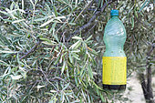Olive fruit fly trap in olive grove, Alpilles, Provence, France