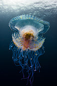 Low angle view Jellyfish (Cephea cephea) drifting in open water, Tahiti, French Polynesia