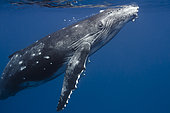 Close right side view young Humpback whale (Megaptera novaeangliae), Tahiti, French Polynesia