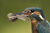 Kingfisher (Alcedo atthis) Kingfisher with a fris in his bill, Head details, England, Summer