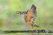 Kingfisher (Alcedo atthis) male in flight coming out of the water with its prey: a young roach caught in the river, Lorraine, France