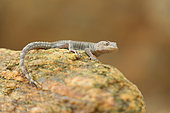 Kotschy's gecko (Cyrtopodion kotschyi), Bulgaria
