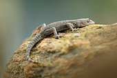 Kotschy's gecko (Cyrtopodion kotschyi), Bulgaria