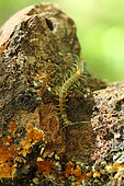Megarian banded centipede (Scolopendra cingulata) on rock, Bulgaria